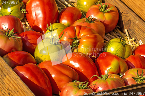 Image of tomatoes, old cultivars