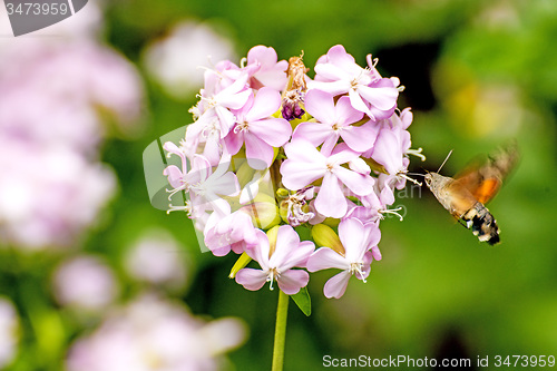 Image of Common soapwort with Hummingbird hawk-moth