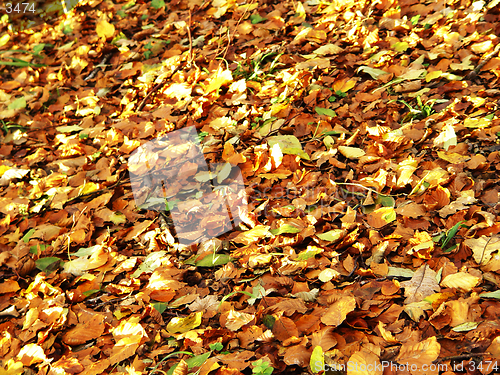 Image of autumn forest ground