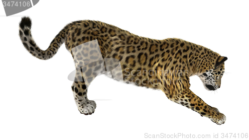 Image of Big Cat Jaguar