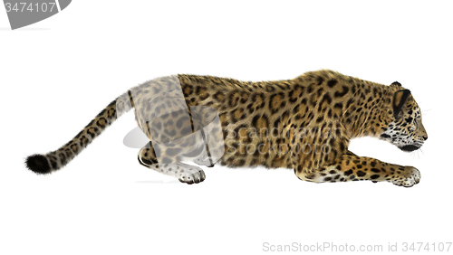 Image of Big Cat Jaguar