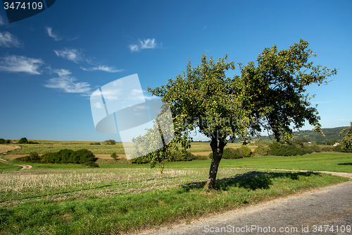 Image of Green Apple on the tree branch