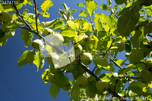 Image of Green Apple on the tree branch
