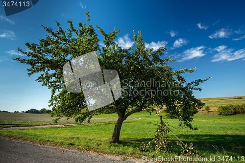 Image of Green Apple on the tree branch