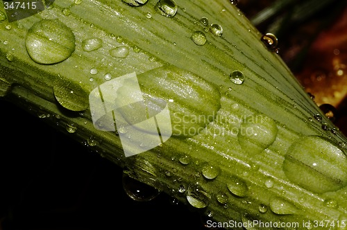 Image of raindrops