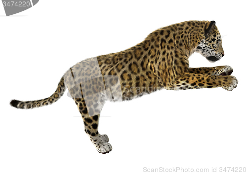 Image of Big Cat Jaguar