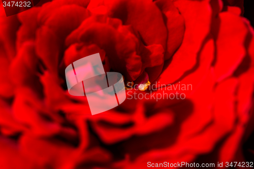 Image of beautiful red roses for romatic background