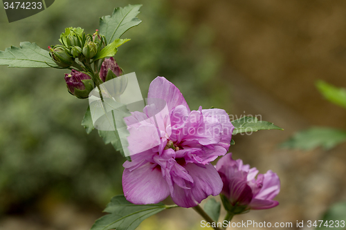 Image of beautiful violet hibiscus in garden