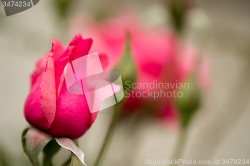 Image of beautiful pink roses in garden