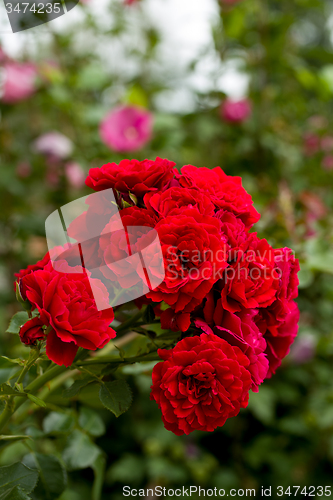 Image of beautiful red roses  in garden