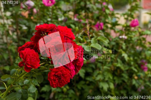 Image of beautiful red roses  in garden