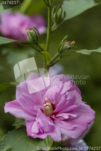 Image of beautiful violet hibiscus in garden