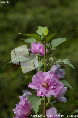 Image of beautiful violet hibiscus in garden