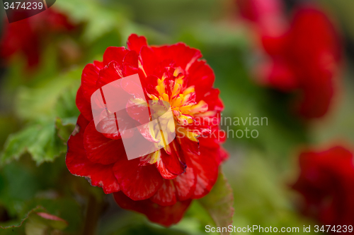 Image of Macro of Flowers begonia