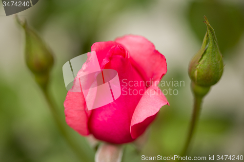 Image of beautiful pink roses in garden