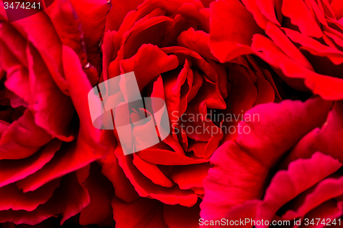 Image of beautiful red roses for romatic background