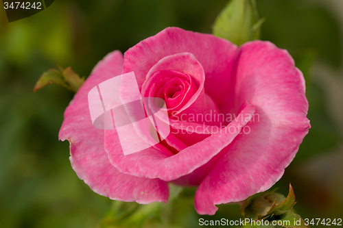 Image of beautiful pink roses in garden