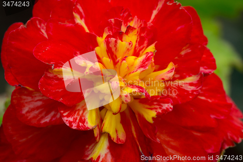 Image of Macro of Flowers begonia