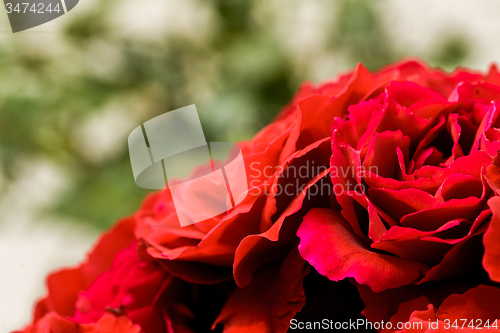 Image of beautiful red roses for romatic background