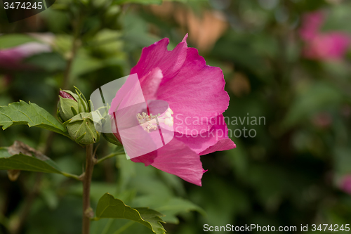 Image of beautiful pink hibiscus in garden
