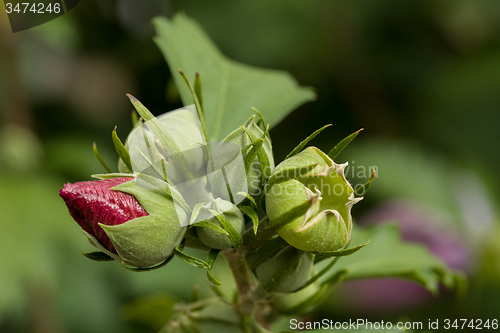 Image of beautiful pink hibiscus in garden
