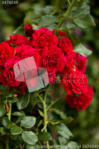 Image of beautiful red roses  in garden