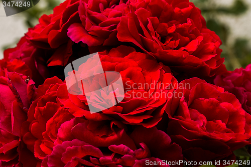 Image of beautiful red roses for romatic background