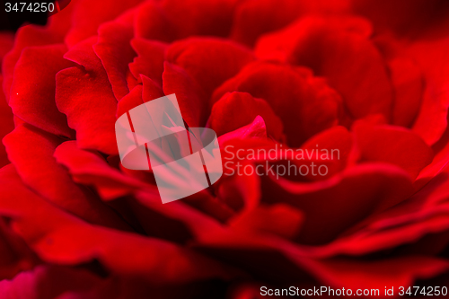 Image of beautiful red roses for romatic background