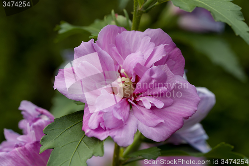 Image of beautiful violet hibiscus in garden