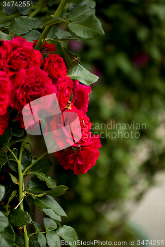 Image of beautiful red roses  in garden