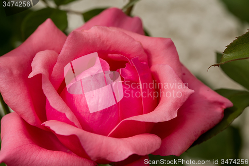 Image of beautiful pink roses in garden