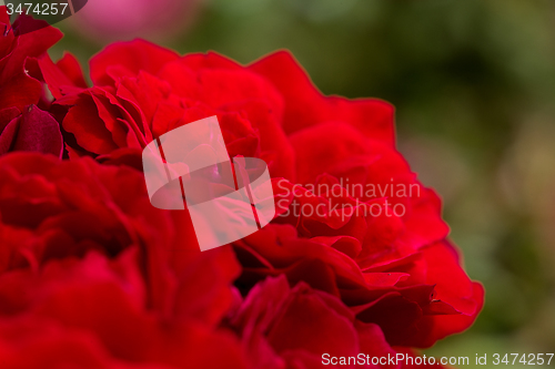 Image of beautiful red roses for romatic background