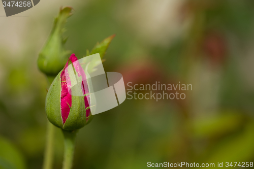 Image of bud of beautiful pink roses in garden