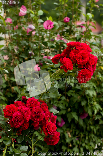 Image of beautiful red roses  in garden