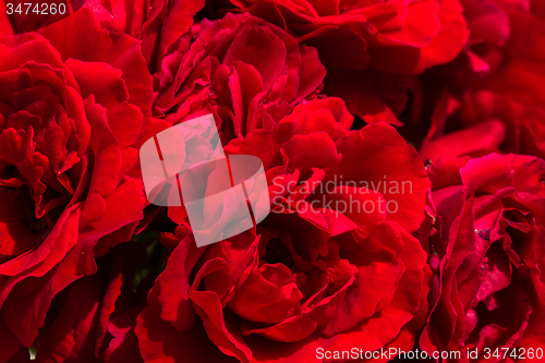 Image of beautiful red roses for romatic background