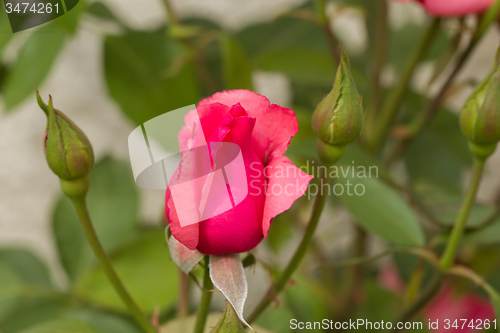 Image of beautiful pink roses in garden