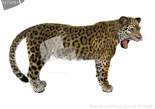 Image of Big Cat Jaguar