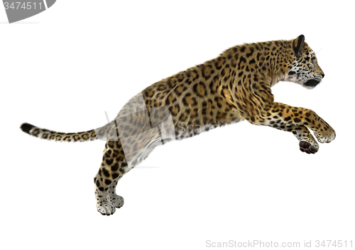 Image of Big Cat Jaguar