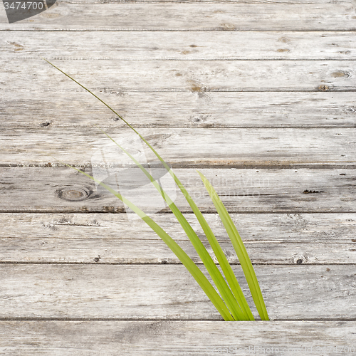 Image of Green reed growing in gap between wooden pathway