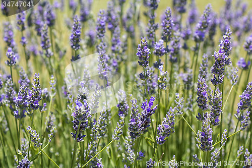 Image of Lavender flower blooming