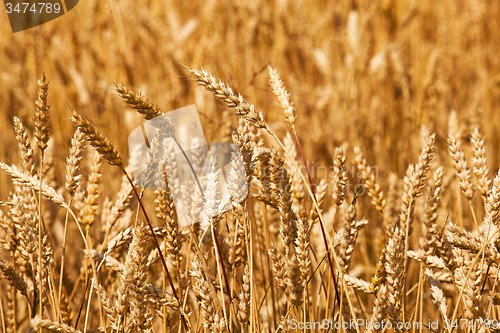 Image of mature wheat  