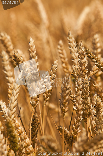 Image of rye ears  