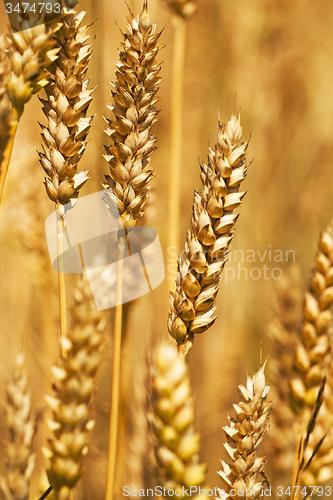 Image of rye ears  