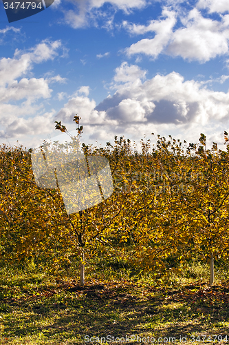 Image of apple-tree garden  