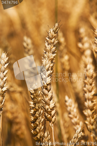 Image of rye ears 