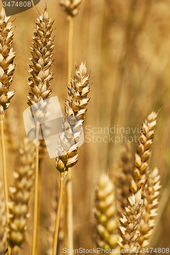 Image of  harvest company