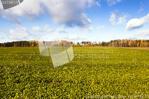 Image of   trees   in  autumn  
