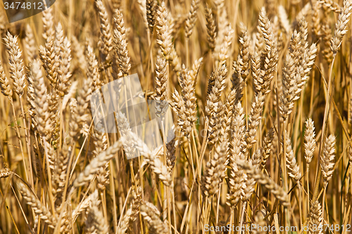 Image of  harvest company