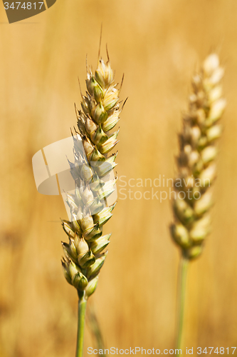 Image of rye ears  