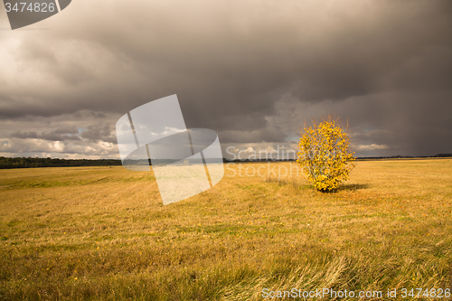 Image of   trees   in  autumn  